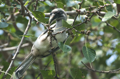 Grey Hornbill ,Bharatpur