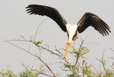 Painted Stork, Bharatpur