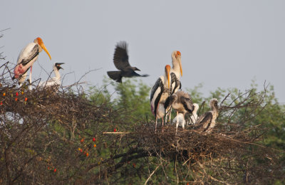  Painted Stork, Bharatpur