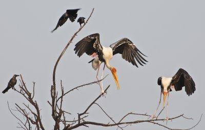  Painted Stork, Bharatpur