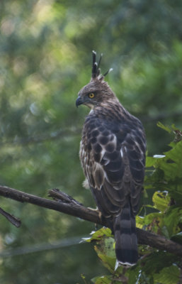 Changeable Hawk Eagle, Kanha NP