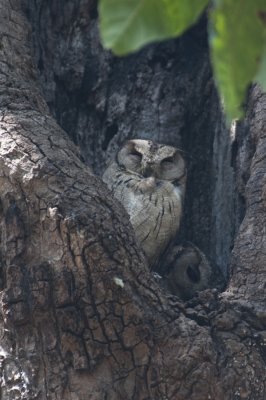 Collared Scops Owl , Kanha NP