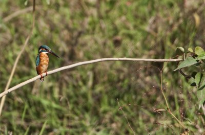  Common Kingfisher , Bandhavgarh