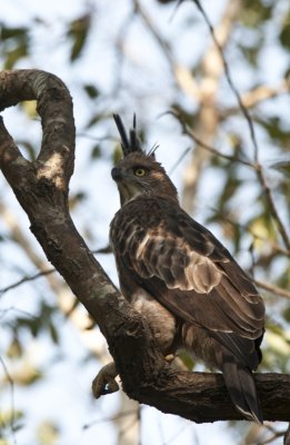  Changeable Hawk Eagle, Kanha NP