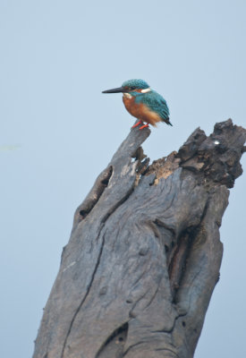 Common Kingfisher , Rhatambhore NP