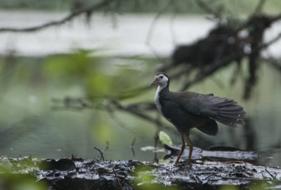 White -Breasted Waterhen 