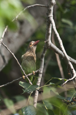  Brown - Headed Barbet, Bharatpur