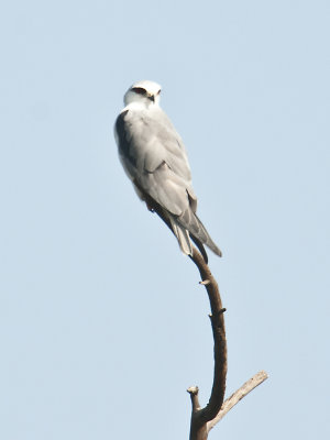 Black - Shouldered Kite , Bharatpur