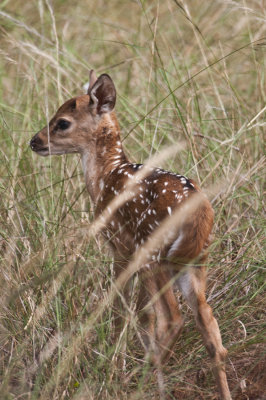 Young Spotted Deer , Kanha NP