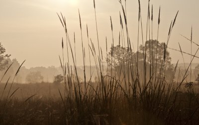 Early morning in  Kanha NP