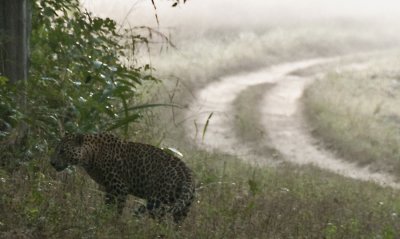Common Leopard , Kanha NP