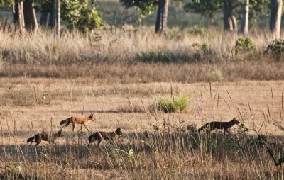 Pack of Wild Dogs hunting Kanha NP