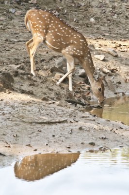 Spotted Deer,  Kanha NP