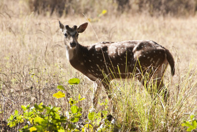 Spotted Deer ,  Kanha NP