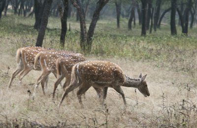 Spotted deers ,  Rathambhore