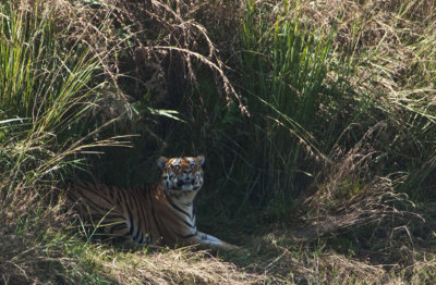  Tiger, Kanha NP