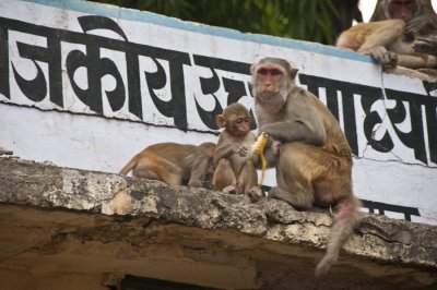  Rhesus Macaque , Jaipur