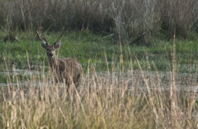 Swamp Deer - Barasingha , Kanha NP