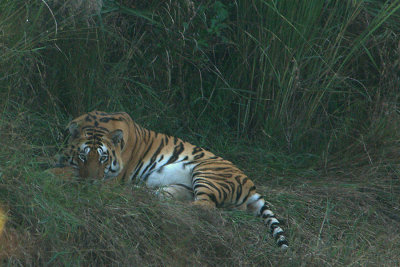   Tiger, Kanha NP