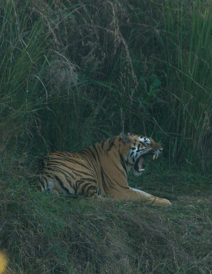   Tiger, Kanha NP