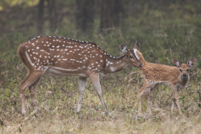 Spotted Deers, Kanha NP
