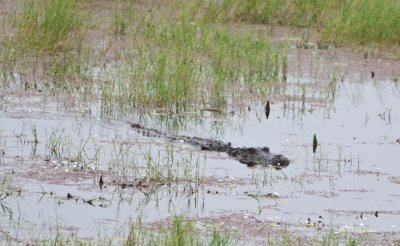 Crocodile, Rhatambhore NP