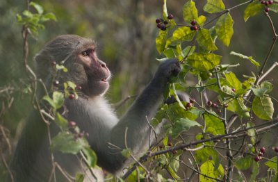  Rhesus Macaque  , Rathambhore NP