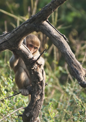   Rhesus Macaque , Bharatpur