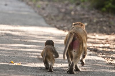  Rhesus Macaque , Bharatpur