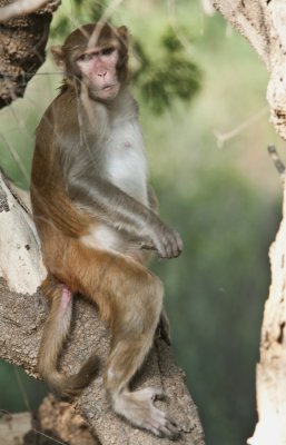  Rhesus Macaque , Bharatpur