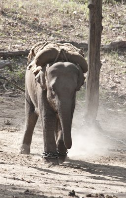 Young Asian Elephant , Kanha NP