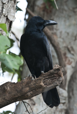 Large - Billed Crow Kanha.jpg