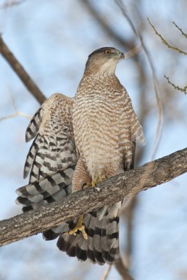 Cooper Hawk small.jpg