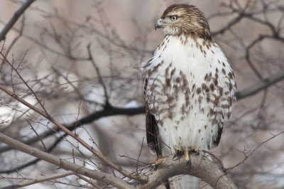 Red Tailed Hawk