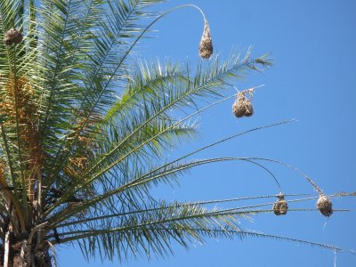 weaver bird nests at our hotel
