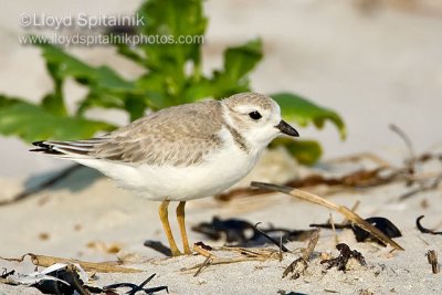 Piping Plover 