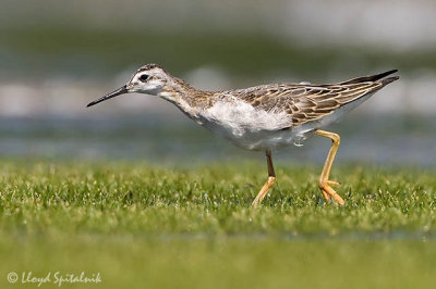 Wilson's Phalarope