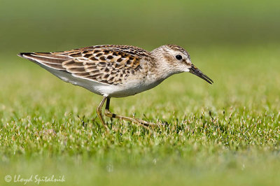 Least Sandpiper