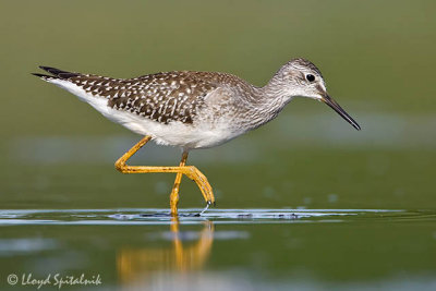 Lesser Yellowlegs (juvenile)
