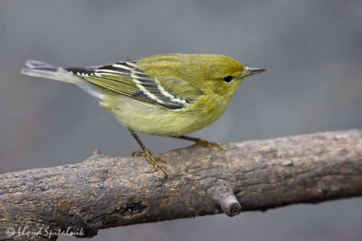 Blackpoll Warbler