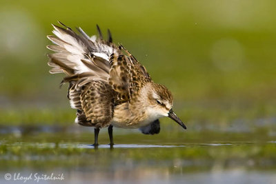 Semipalmated Sandpiper