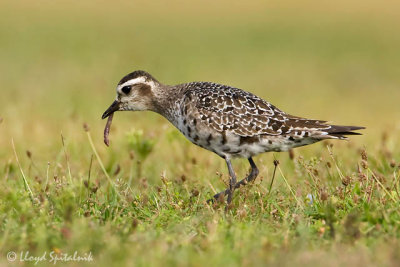 American Golden-Plover