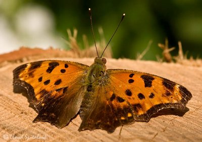 Eastern Comma