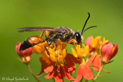 Great Golden Digger Wasp