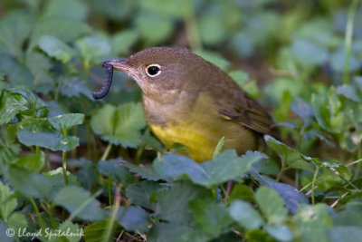 Connecticut Warbler