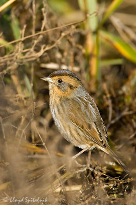 Nelson's Sparrow