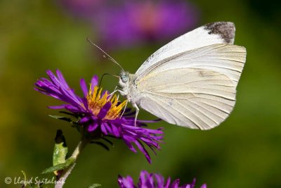 Cabbage White