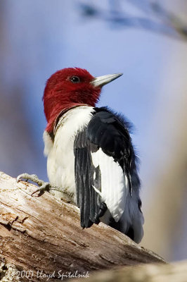 Red-headed Woodpecker