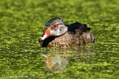 Wood Duck (eclipse male)