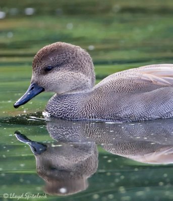 Gadwall
